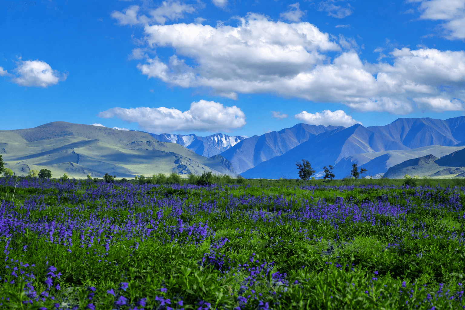 Drive to Ulgii town and visit Eagle Hunter"s family